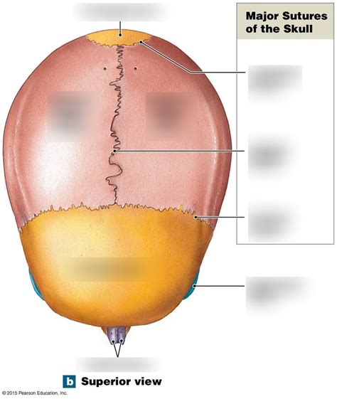 Skull Superior View Diagram Diagram Quizlet