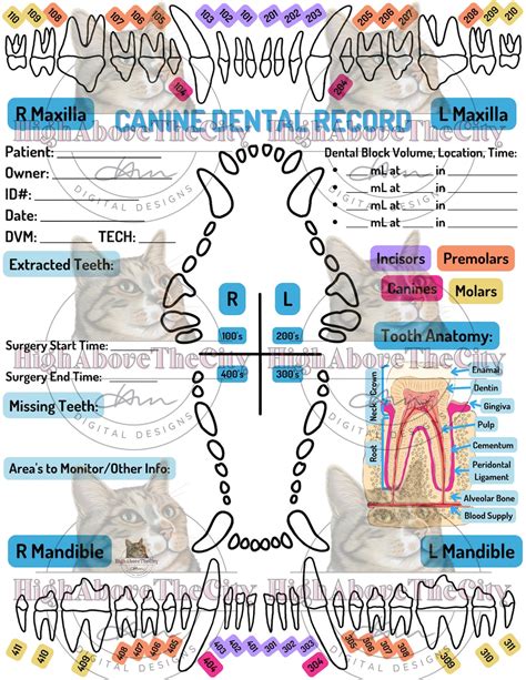 Printable Veterinary Dental Charts And Local Blocks Caninefeline Etsy