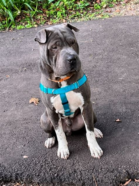 Sharpie Florida Chinese Shar Pei Rescue