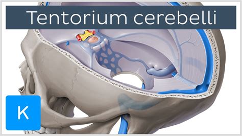 PDF] Tentorium Cerebelli: Muscles, Ligaments, And Dura, 59% OFF