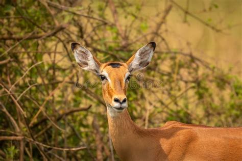 A Female Impala Aepyceros Melampus Looking Alert Lake Mburo National