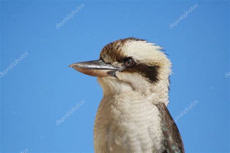 Kookaburra Call Free - businessfiles