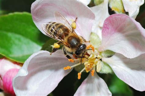 Bee On Apple Blossom Stock Image Image Of Beauty Petal 25215673