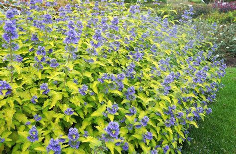 Caryopteris X Clandonensis Worcester Gold Carbeth Plants