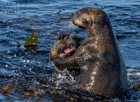 Sea Otters at Play in Monterey Bay – Ingrid Taylar Foto