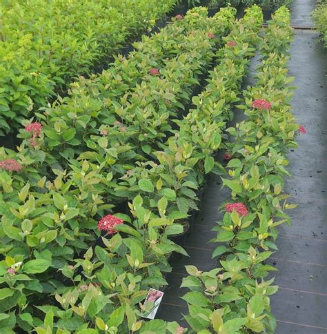 Schneeball Hortensie Ruby Annabelle Hydrangea Arborescens Ruby