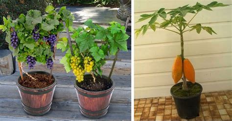 Save Money On Fruits Expert Gardener Shares 7 Fruits You Can Grow Right At Home