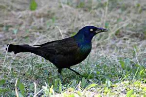 Grackle vs Crow: An Ultimate Guide to Bird Identification