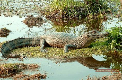 Proyecto Yacar Una Iniciativa Que Sac A La Especie De La Zona De