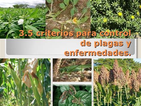 3 5 Criterios Para El Control De Plagas Y Enfermedades