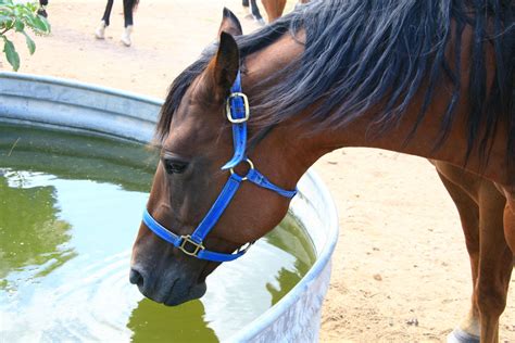 Caring For Horses In A Heat Wave Castle Horse Feeds