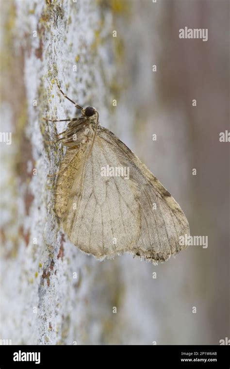 Woodland Moth Geometridae Woodland Moth Insects Moths Butterflies