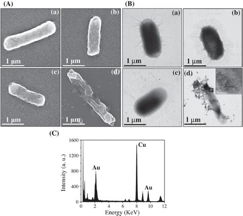 A Sem And B Tem Images Of A E Coli Cells And After Treated With B