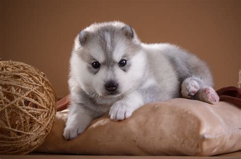 Szczeniak rasy husky leżący na poduszce