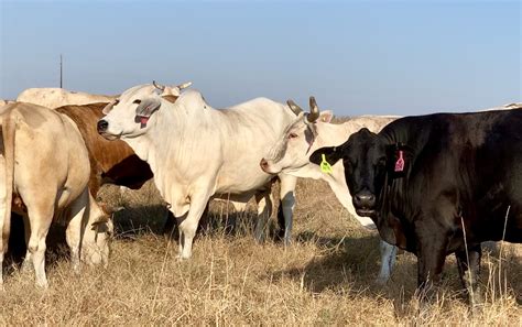 24 Brahman And Brahman Cross Bred Cows Texas