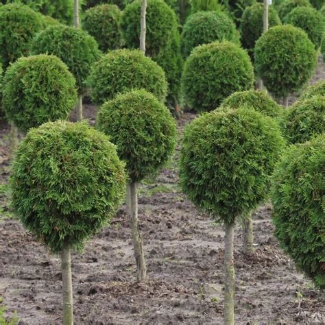 Tuja Szmaragd Thuja Kulka Na Pniu Sadzonka Cm