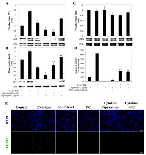 Spirulina Extract Attenuated Rinm5f Cells From Cytokine Induced