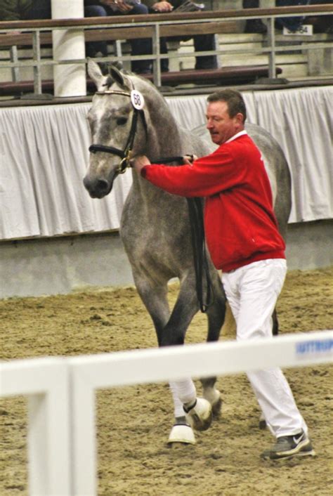 Westfalen Stallion Inspection An Equestrian Life