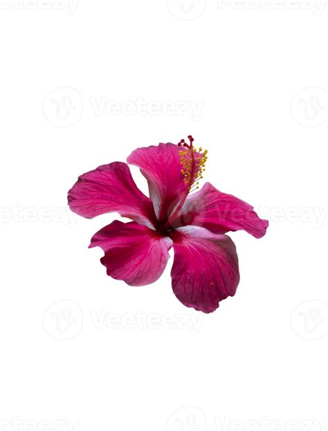 Blooming Pink Hibiscus Flower On Isolated Background Png