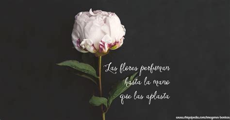 Descubrir 33+ imagen frases con flores hermosas - Abzlocal.mx