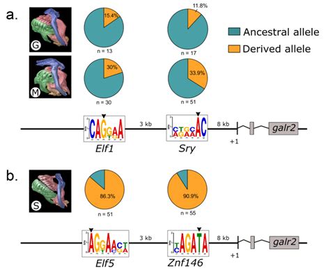 The Two Most Differentiated Single Nucleotide Polymorphisms Snp