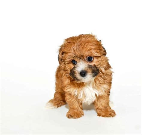 All about the Yorkshire Terrier Poodle Mix aka the Yorkipoo - Dogable