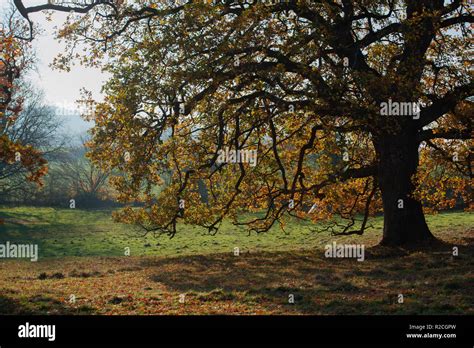 English Oak Quercus Robur In Autumn Foliage Marston Park Frome