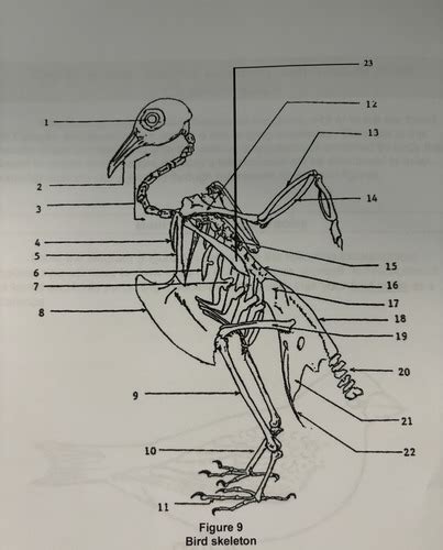 Avian Skeletal Characteristics Flashcards Quizlet