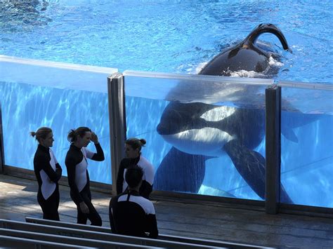 Tilikum, orca that killed trainer and was featured in documentary ...