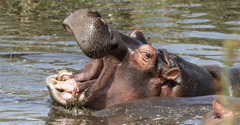 The Curious Case of the Phantom Hippo Teeth - EcoWatch