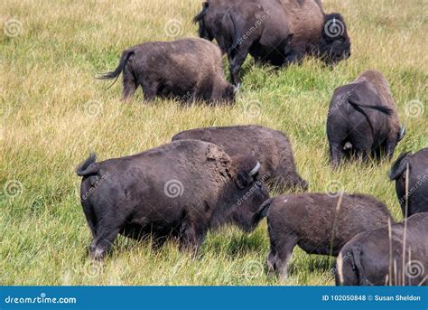 Moving Herd of Buffalo in Yellowstone Stock Photo - Image of outdoors ...