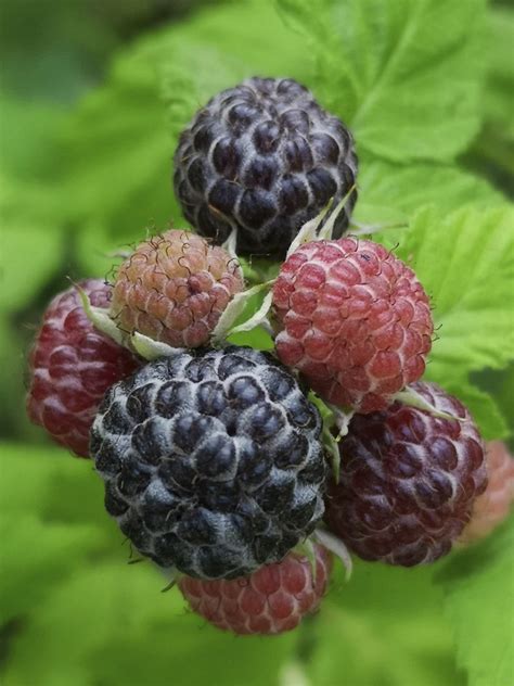 Blackcap Black Raspberries Rubus Occidentalis Free Photo Rawpixel