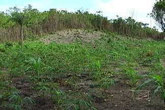 Mirante Rural Falta De Chuvas Atrasa Plantio De Milho E Arroz No