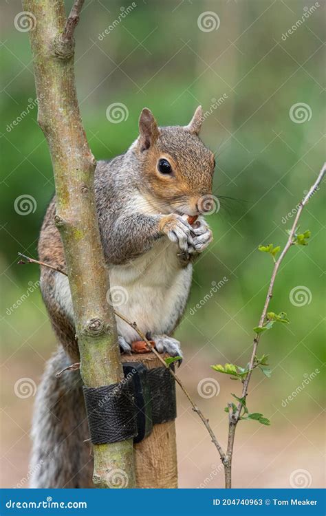 Este Gris Ardilla Sciurus Carolinensis Retrato Imagen De Archivo