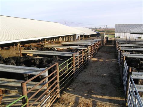 Market Reports | Cascade Livestock Auction