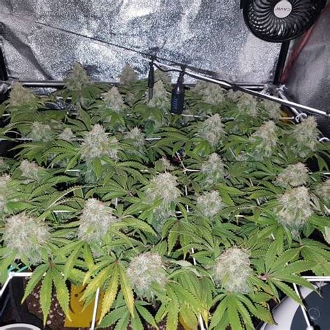 Barney S Farm Glookies Grow Diary Journal Week By Fafafa Growdiaries