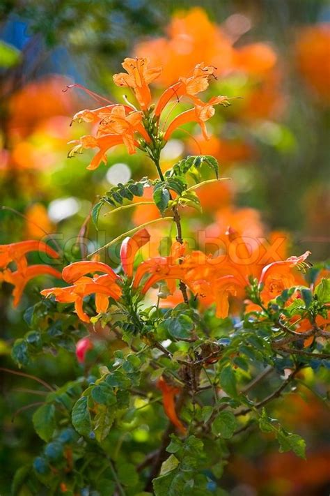 Beautiful flowers of Israel | Stock image | Colourbox