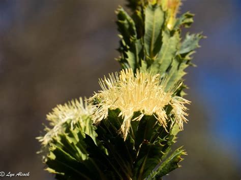 Plantfiles Pictures Parrot Bush Dryandra Sessilis Var Sessilis By