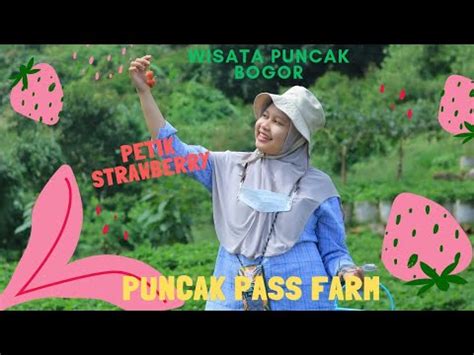 WISATA PUNCAK PASS FARM PETIK STRAWBERRY DI PUNCAK BOGOR SERU