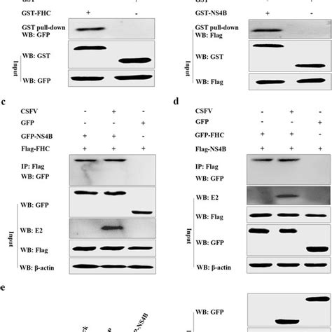 CSFV NS4B Interacts With FHC A GST Pull Down Assays GST Or GST FHC