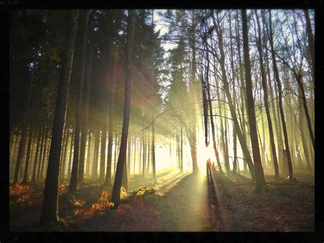 Wallpaper Sunlight Landscape Nature Grass Sky Wood Branch