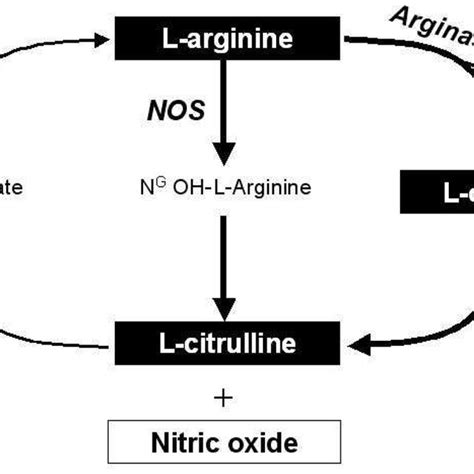 Pathway Of L Arginine Metabolism By Nitric Oxide Synthase And Arginase