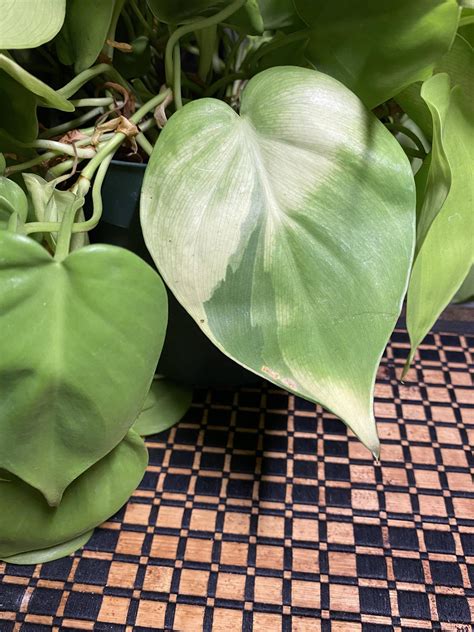 My “lemon lime” philodendron...spontaneously variegated?! : houseplants