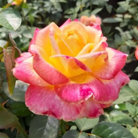 kupite sadnice hibridne cajevke desse root ball   gradinamax