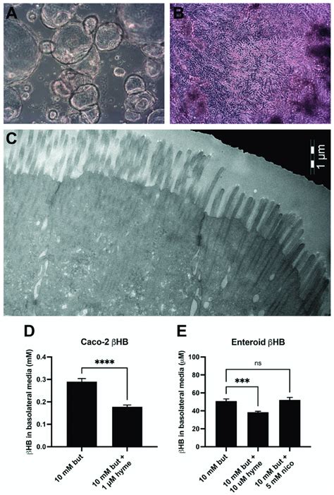 Phase Contrast Micrographs Of Enteroids In Cystic A And Membrane B