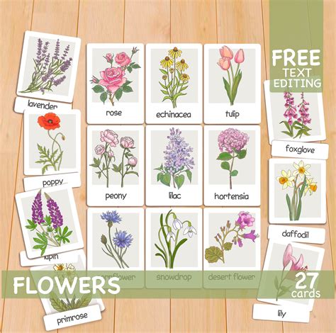 Flowers Flashcards Charlotte Mason Preschool Printables Etsy Canada