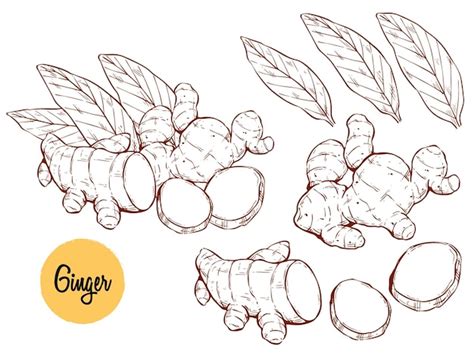 Premium Vector Hand Drawn Of Ginger Root Vector Illustration Ginger