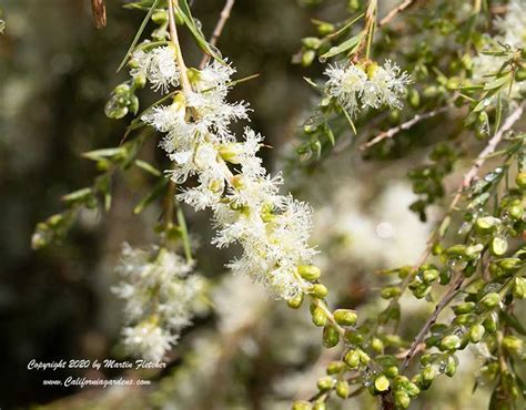 Melaleuca Alternifolia Tea Tree California Gardens