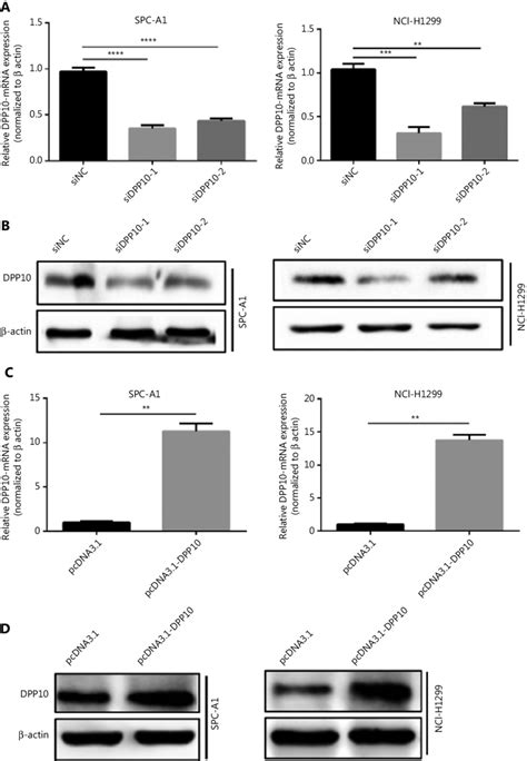 Figure S Knockdown And Overexpression Of Dpp In Lung Cancer Cells