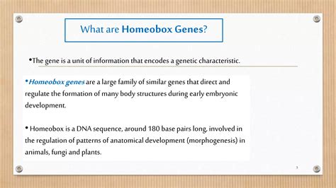 Homeobox Genes Ppt